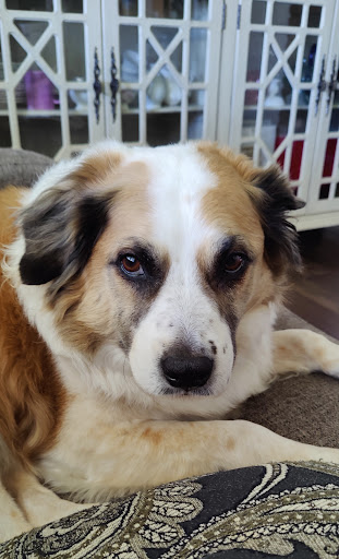 Animal Dental Specialists image