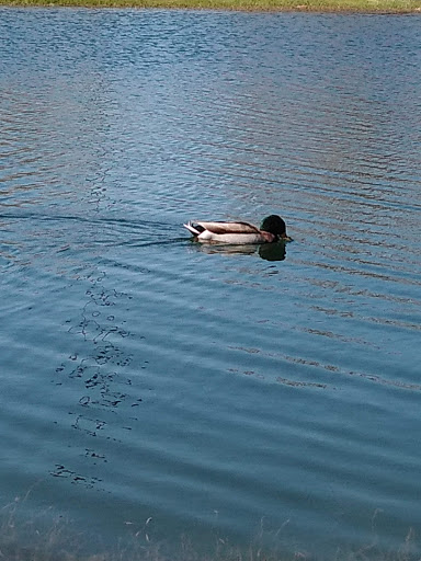 Park «Bob Cooke Park», reviews and photos, 2025 Craig Hanking Dr, Arlington, TX 76010, USA