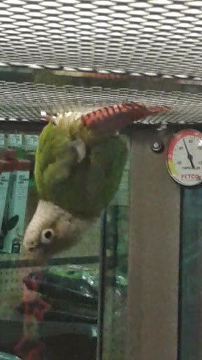 Pet Supply Store «Petco Animal Supplies», reviews and photos, 2955 Cobb Pkwy SE #410, Atlanta, GA 30339, USA