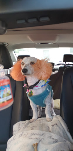 Pet Groomer «Pupazzo Dog Grooming Xprss & Pet Supplies», reviews and photos, 2080 E Pacific Coast Hwy, Long Beach, CA 90804, USA