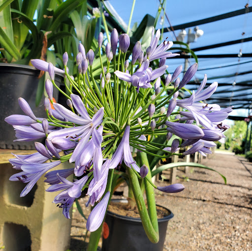 Plant Nursery «HOUSTON PLANTS & GARDEN WORLD», reviews and photos, 16726 North Fwy, Houston, TX 77090, USA