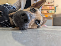 Sound Dog Connection