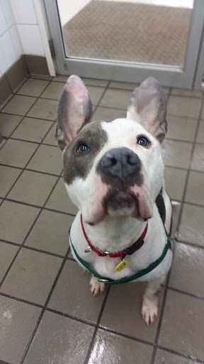 Pet Supply Store «Pet Supplies Plus», reviews and photos, 14839 Detroit Ave, Lakewood, OH 44107, USA