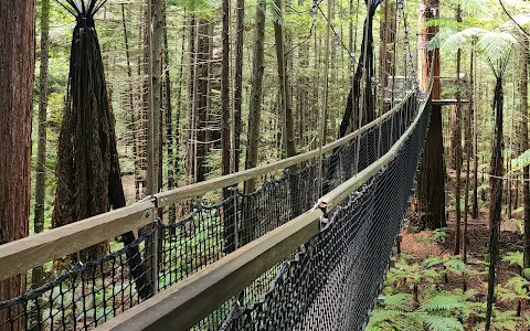 Redwoods – Whakarewarewa Forest image