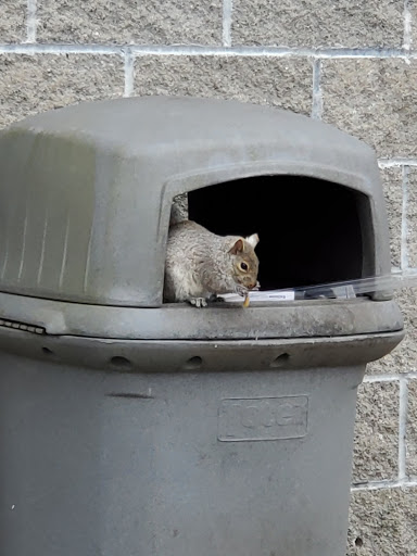 Auto Parts Store «Pep Boys Auto Parts & Service», reviews and photos, 1177 Boston Rd, Springfield, MA 01119, USA