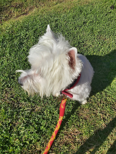 Dyrvet Veterinaria en Madrid