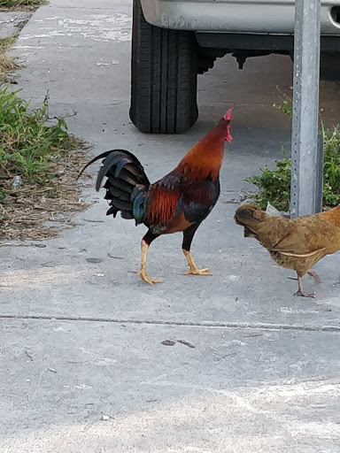 Park «Maximo Gomez Park», reviews and photos, 801 SW 15th Ave, Miami, FL 33135, USA