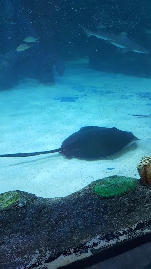 SEA LIFE Michigan Aquarium - photo 98