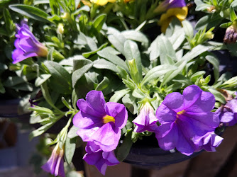 Garden Center at The Home Depot