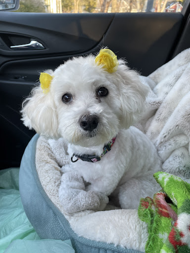 Pet Supply Store «PetSmart», reviews and photos, 421 Commerce Dr, Victor, NY 14564, USA