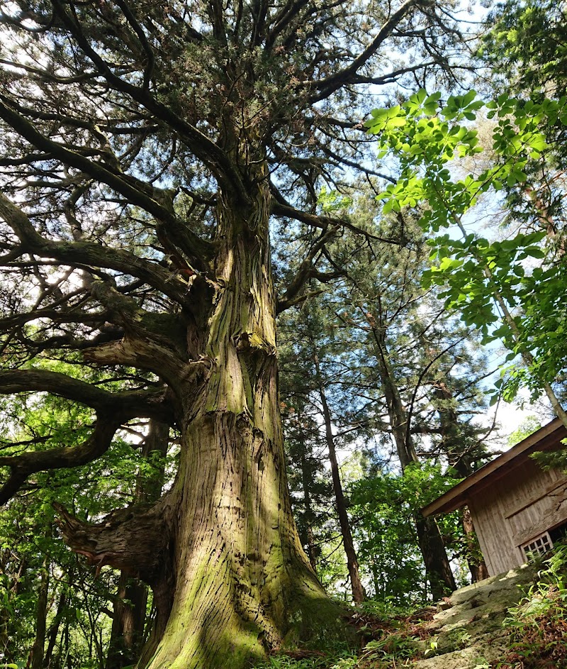 八幡神社の威徳杉