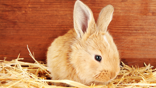 Pet Supply Store «Living Things», reviews and photos, 3437 PA-309, Orefield, PA 18069, USA