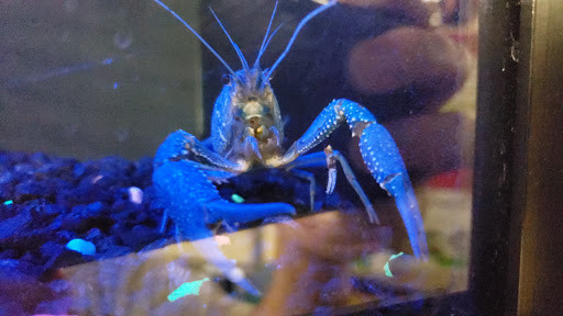 Pet Supply Store «Petco Animal Supplies», reviews and photos, 5975 20th St, Vero Beach, FL 32966, USA