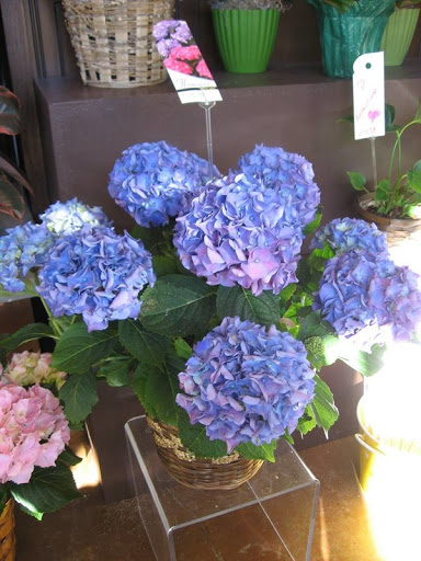 Florist «Best Wishes Floral», reviews and photos, 689 Winnetka Ave N, Golden Valley, MN 55427, USA