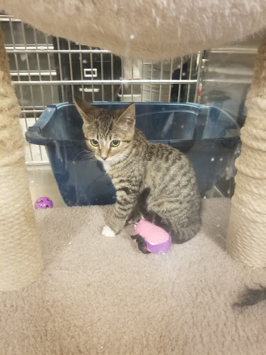 Pet Supply Store «PetSmart», reviews and photos, 15042 Summit Ave, Fontana, CA 92336, USA