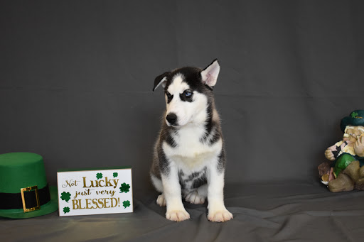 Pet Store «Puppy City», reviews and photos, 3343 Valley Pike, Winchester, VA 22602, USA