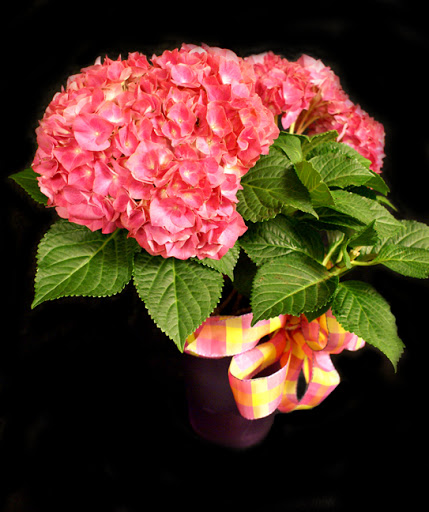 Event Planner «Savoir-Faire Event Planning», reviews and photos, 2309 W Market St, Akron, OH 44313, USA