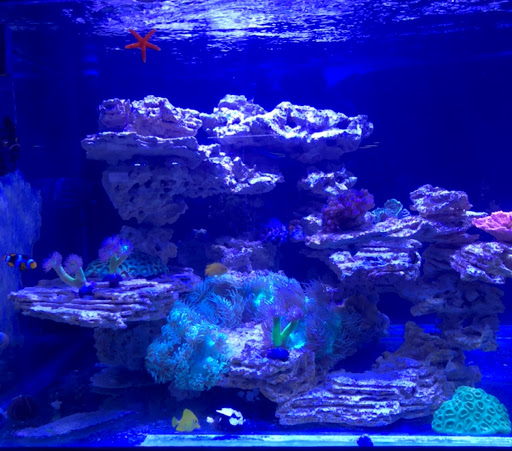 Aquarium «Reef Systems Coral Farm Inc», reviews and photos, 8459 Peter Hoover Rd, New Albany, OH 43054, USA