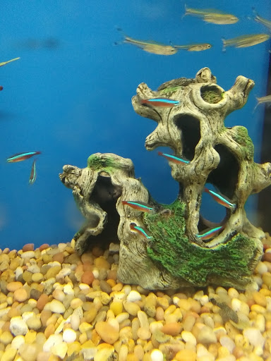 Pet Supply Store «Pet Supplies Plus», reviews and photos, 1816 S Stephenson Ave, Iron Mountain, MI 49801, USA