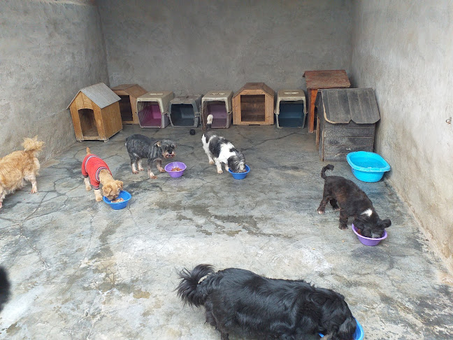 Comentarii opinii despre Asociacion patitas