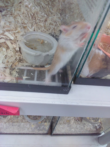 Pet Store «Pet World - Auburndale», reviews and photos, 3637 Havendale Blvd, Auburndale, FL 33823, USA