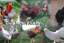 Elif Hobi Farm Bursa
