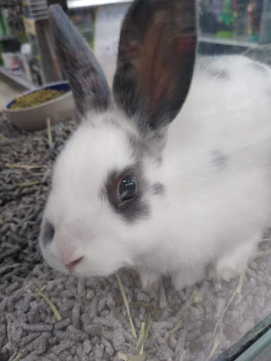 Pet Store «Petland Vineyard - San Antonio», reviews and photos, 1309 North Loop 1604 W #101, San Antonio, TX 78258, USA