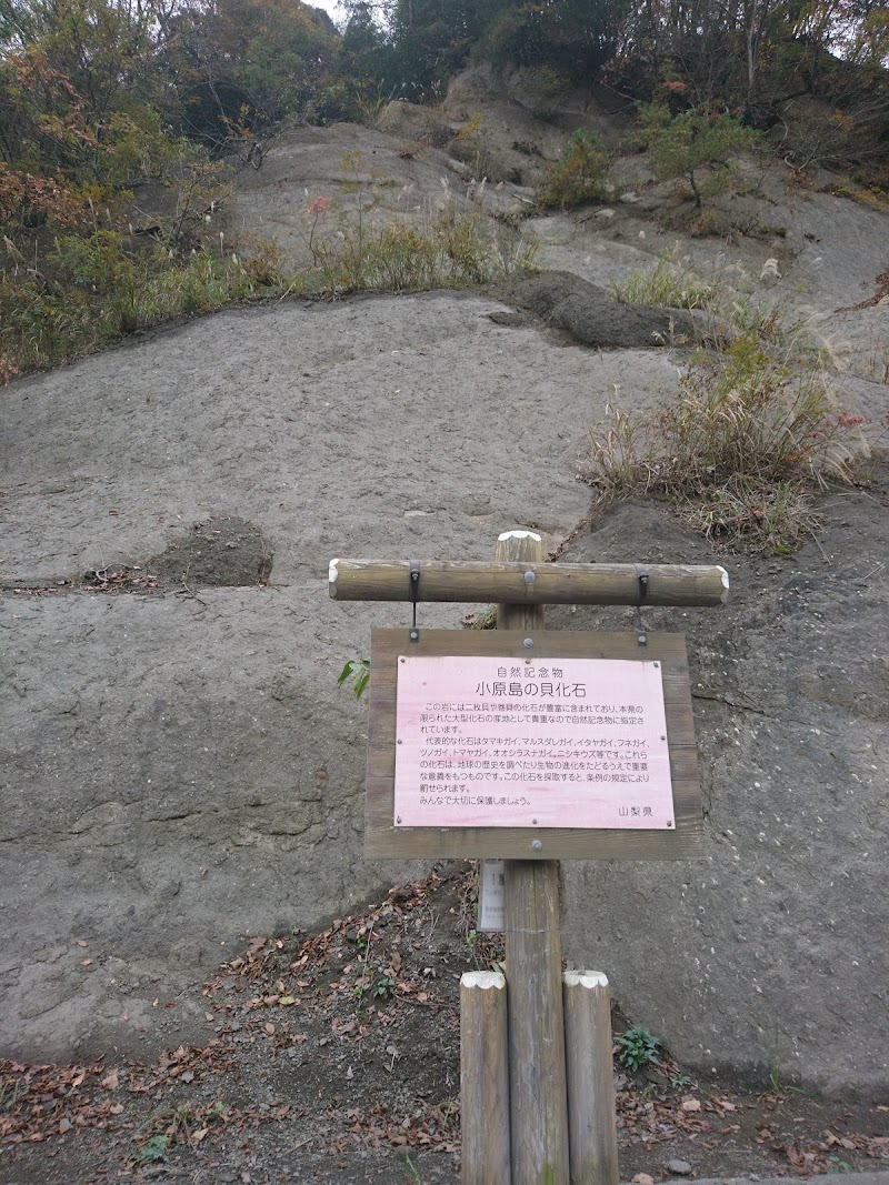 小原島の貝化石