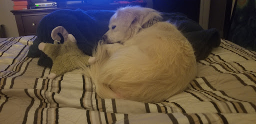 Pet Supply Store «Pet Supplies Plus», reviews and photos, 2424 W State St, Alliance, OH 44601, USA