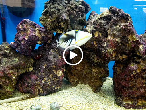 Pet Supply Store «Petco Animal Supplies», reviews and photos, 693 Middletown Warwick Rd, Middletown, DE 19709, USA