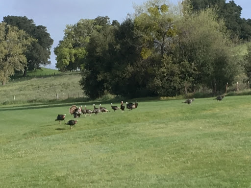 Golf Course «Gilroy Golf Course», reviews and photos, 2695 Hecker Pass Rd, Gilroy, CA 95020, USA