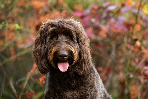 Pet Supply Store «Barkery», reviews and photos, 553 Main St, Tewksbury, MA 01876, USA