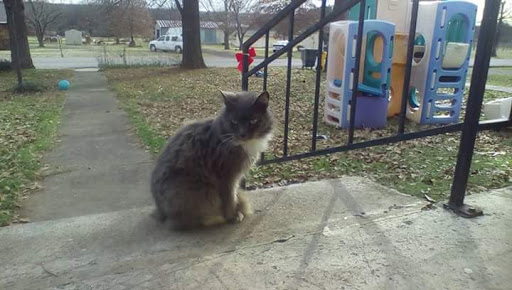 Davenport Veterinary Hospital image