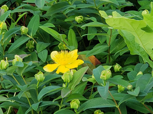 Park «Overlook Park», reviews and photos, 1599 N Fremont St, Portland, OR 97227, USA