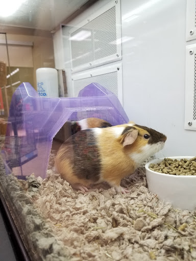 Pet Supply Store «Petco Animal Supplies», reviews and photos, 22000 Dulles Retail Plaza #110, Sterling, VA 20166, USA