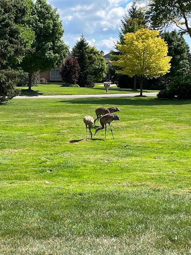 Golf Course «Tanglewood Golf Course», reviews and photos, 22805 Country Club Dr, South Lyon, MI 48178, USA