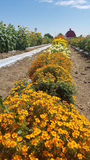 Produce Market «Berry Patch Farms», reviews and photos, 13785 Potomac St, Brighton, CO 80601, USA