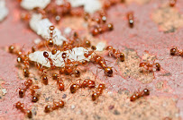 A to Z Pest Control - Austin - Photo 8 - Car repair in , Austin