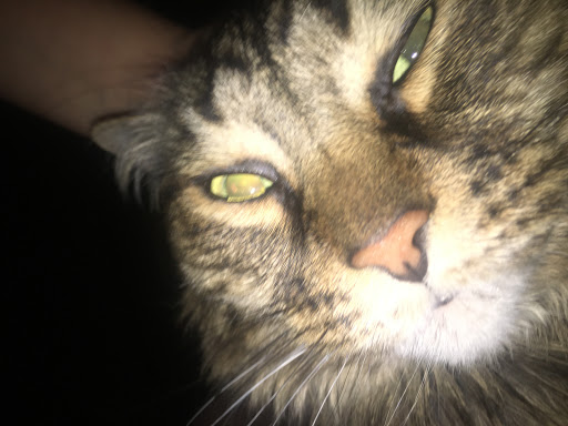 Pet Supply Store «Pet Supplies Plus», reviews and photos, 5348 Dixie Hwy, Waterford Twp, MI 48329, USA