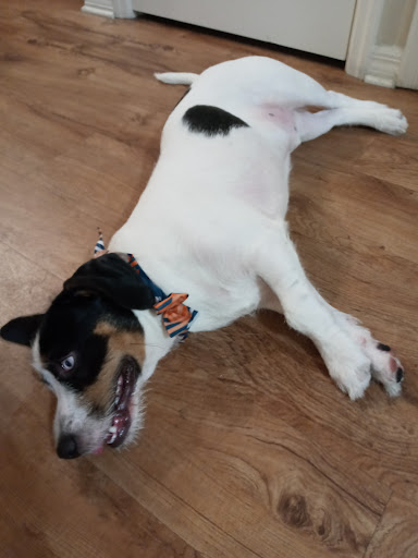 Pet Supply Store «PetSmart», reviews and photos, 4510 S US Hwy 17 92, Casselberry, FL 32707, USA