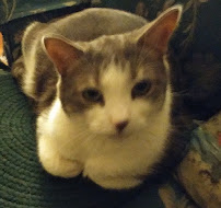 4 Paws Dog Walking & Pet Sitting - Photo 9 - Car repair in Newton Upper Falls, MA, Boston