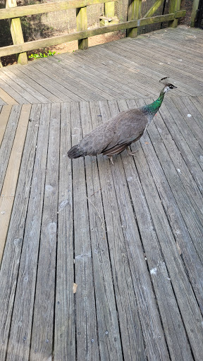 Zoo «Prospect Park Zoo», reviews and photos, 450 Flatbush Ave, Brooklyn, NY 11225, USA