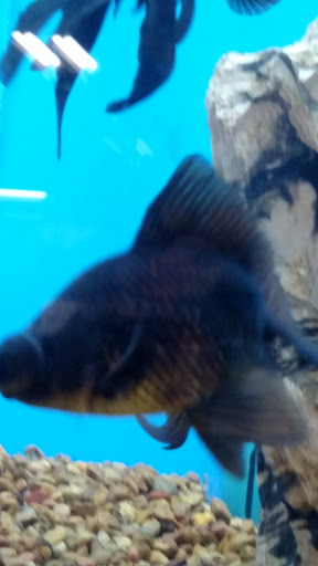 Pet Supply Store «PetSmart», reviews and photos, 421 Commerce Dr, Victor, NY 14564, USA