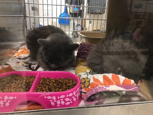 Pet Supply Store «PetSmart», reviews and photos, 4240 S Mooney Blvd, Visalia, CA 93277, USA