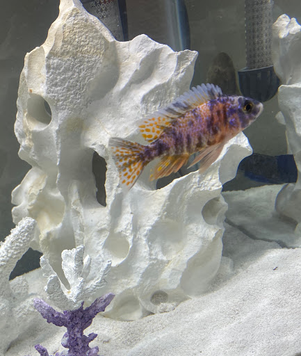 Tropical Fish Store «Golden Fish Aquariums», reviews and photos, 7145 W Colfax Ave, Lakewood, CO 80214, USA