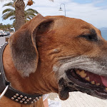 Photo n°3 de l'avis de Thomas.l fait le 10/05/2019 à 17:54 sur le  Trattoria Lo Sfizio 2.0 à Porto Santo Stefano