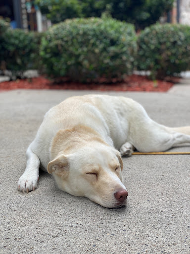 Florist «The Flower Stand», reviews and photos, 384 Forest Ave, Laguna Beach, CA 92651, USA