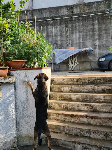 Photo of Spoil A Pet