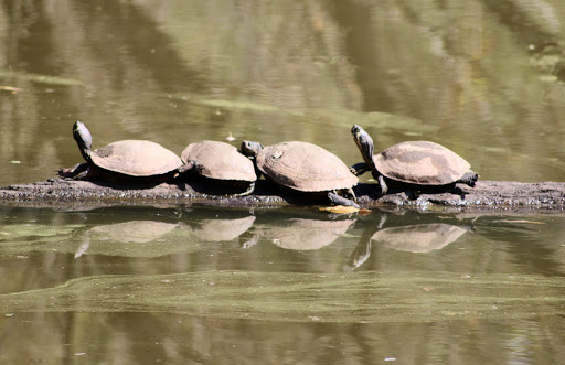 Science Museum «Museum of Life and Science», reviews and photos, 433 W Murray Ave, Durham, NC 27704, USA