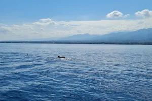 Dolphin Dreams Bali image